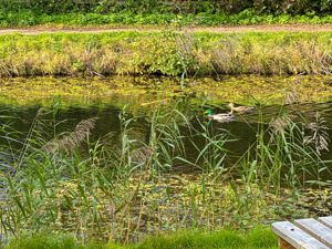 Photo 19- click for photo gallery